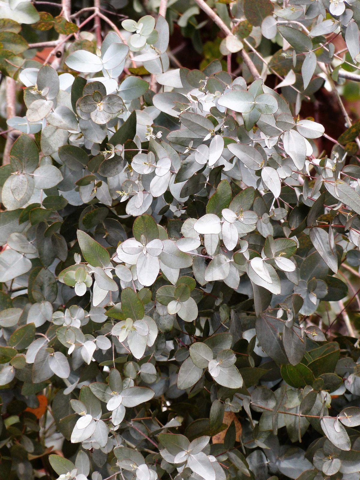 10 SILVER BOX EUCALYPTUS Pruinosa Silvery Blue-Green Foliage Yellow Flower Seeds