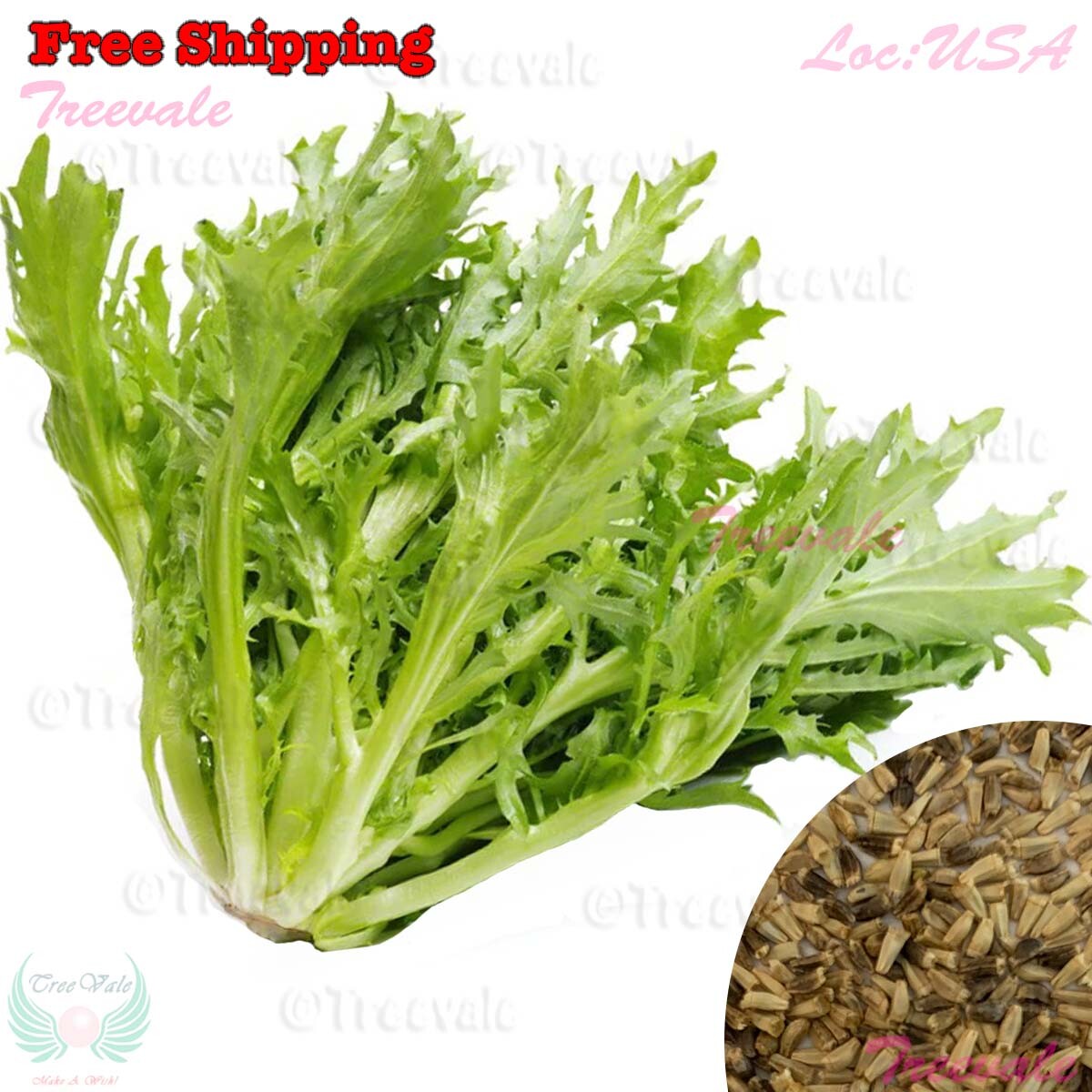 Frisee Endive Seeds – Cichorium Endivia – Green Curled Ruffec | Vegetable Seeds