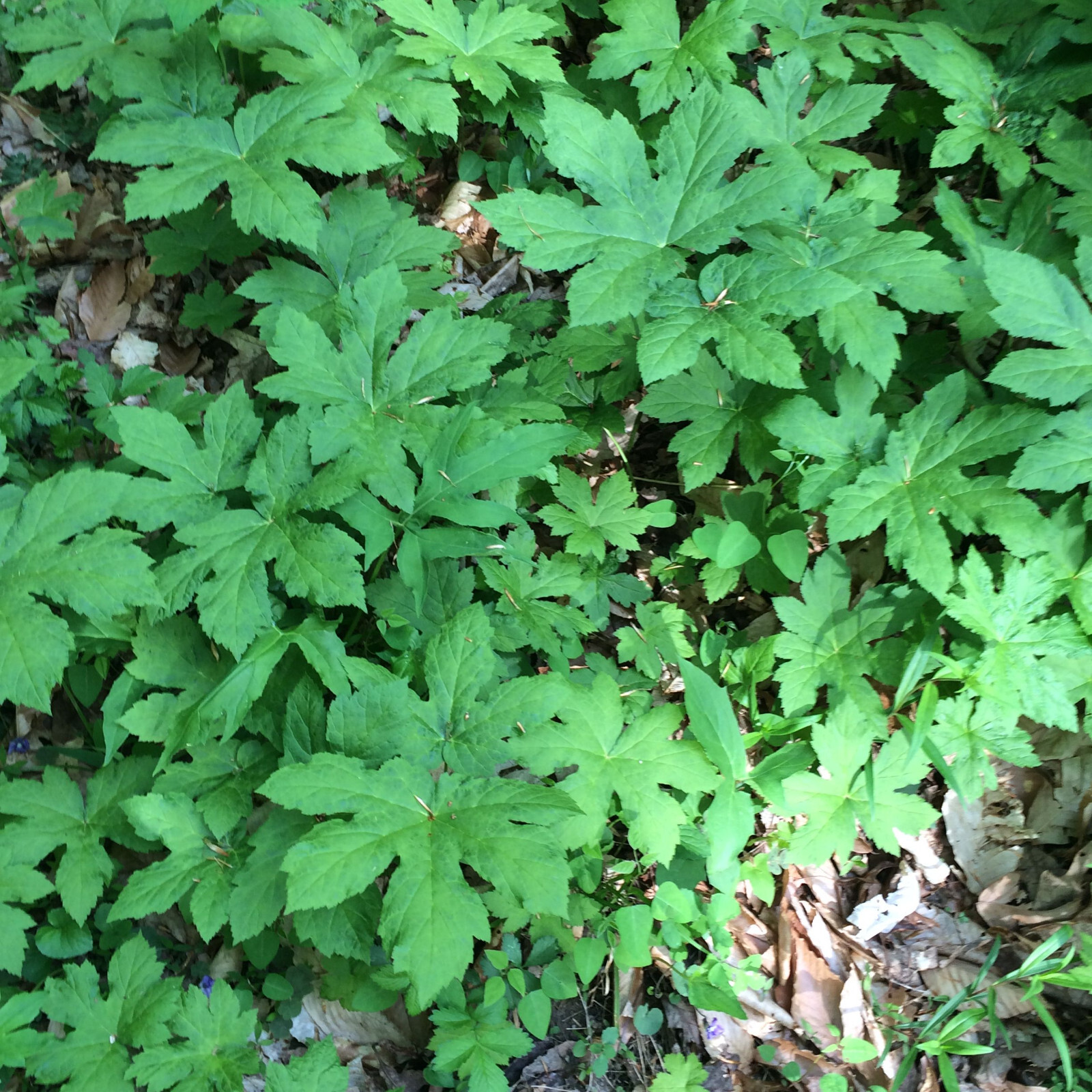 10 Goldenseal roots for planting ~Woodland Gardens ~Winter Hardy ~live bare root