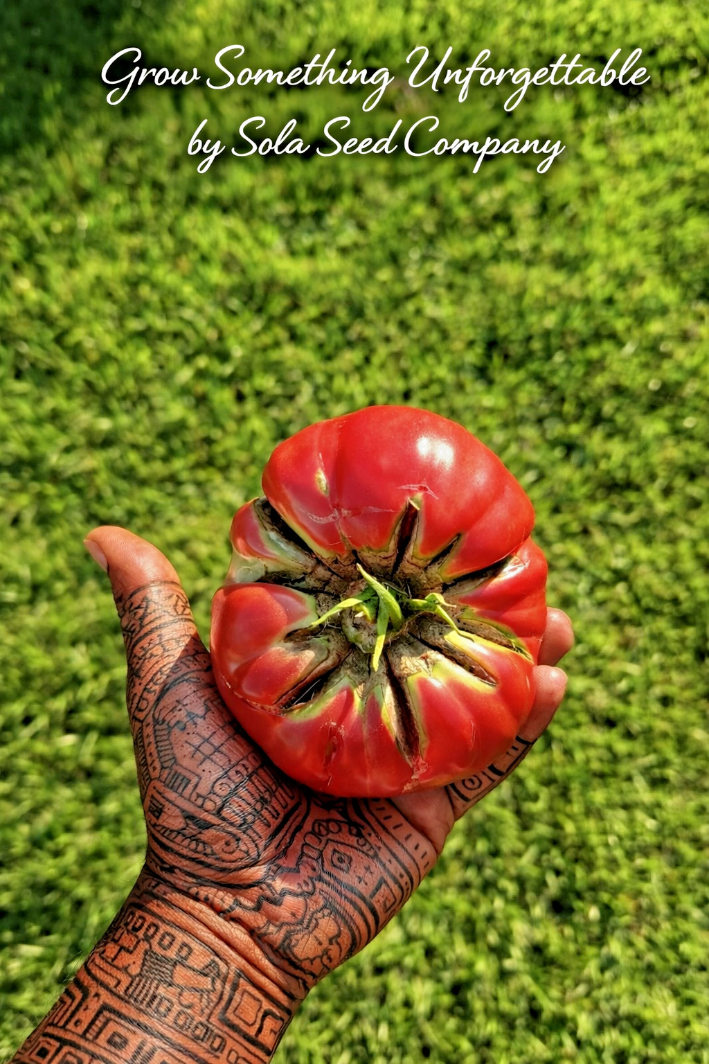 50 Abe Lincoln Tomato Seeds- Heirloom Original 1923 Strain, Non-GMO, Sola Seeds
