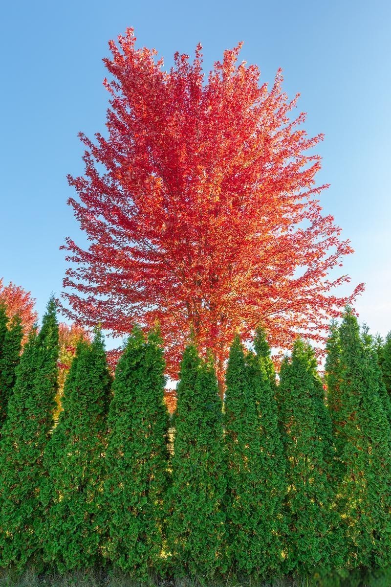 75 pcs Red Maple Tree Seeds for Planting. Acer Rubrum, Swamp Maple Tree Seeds