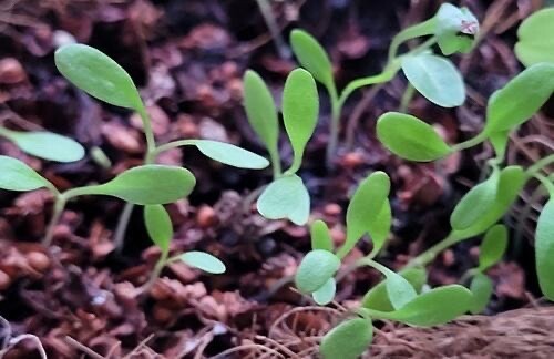 1/2 CUP 1/2 OZ Curly Dock Seeds Rumex Crispus Edible Medicinal Organic Non-GMO