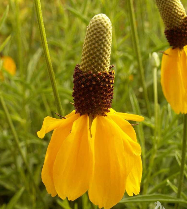 Coneflower PRAIRIE Pollinator Wild Flowers Biennial, Perennial Non-GMO 500 Seeds