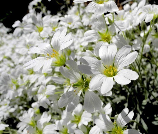 200+ seeds – Snow-in-Summer, heirloom, open pollinated, Drought Tolerant