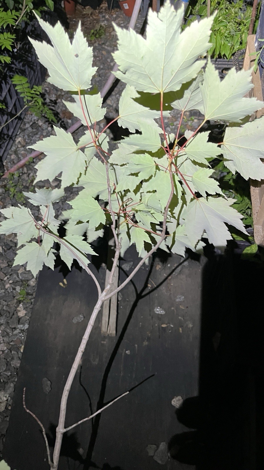Exact plant 3-4 years old Silver Maple Acer saccharinum (dasycarpum)