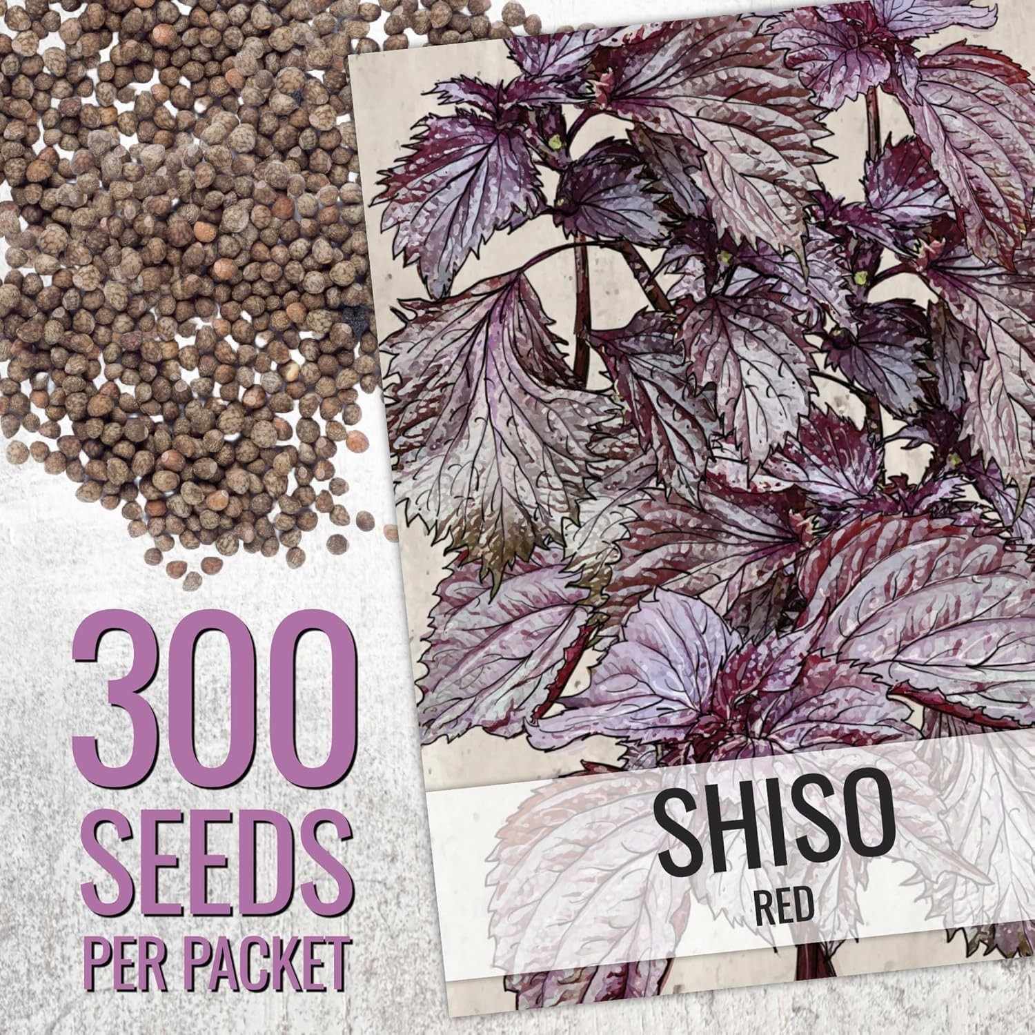 Seed Needs Shiso Green & Red Seed Packet Collection – 2 Individual Seed Packets