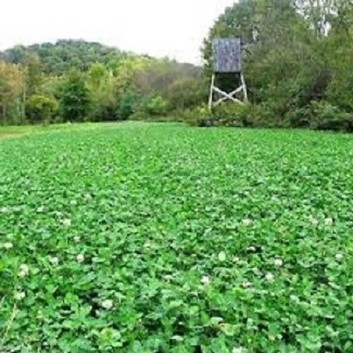 2lbs PINNACLE LADINO WHITE CLOVER Seed For Deer Food Plot Turkey Bees Large Leaf