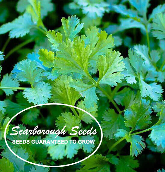 SCARBOROUGH SEEDS.100 Cilantro Seeds, Slow Bolt, Non GMO Fresh Garden Seeds