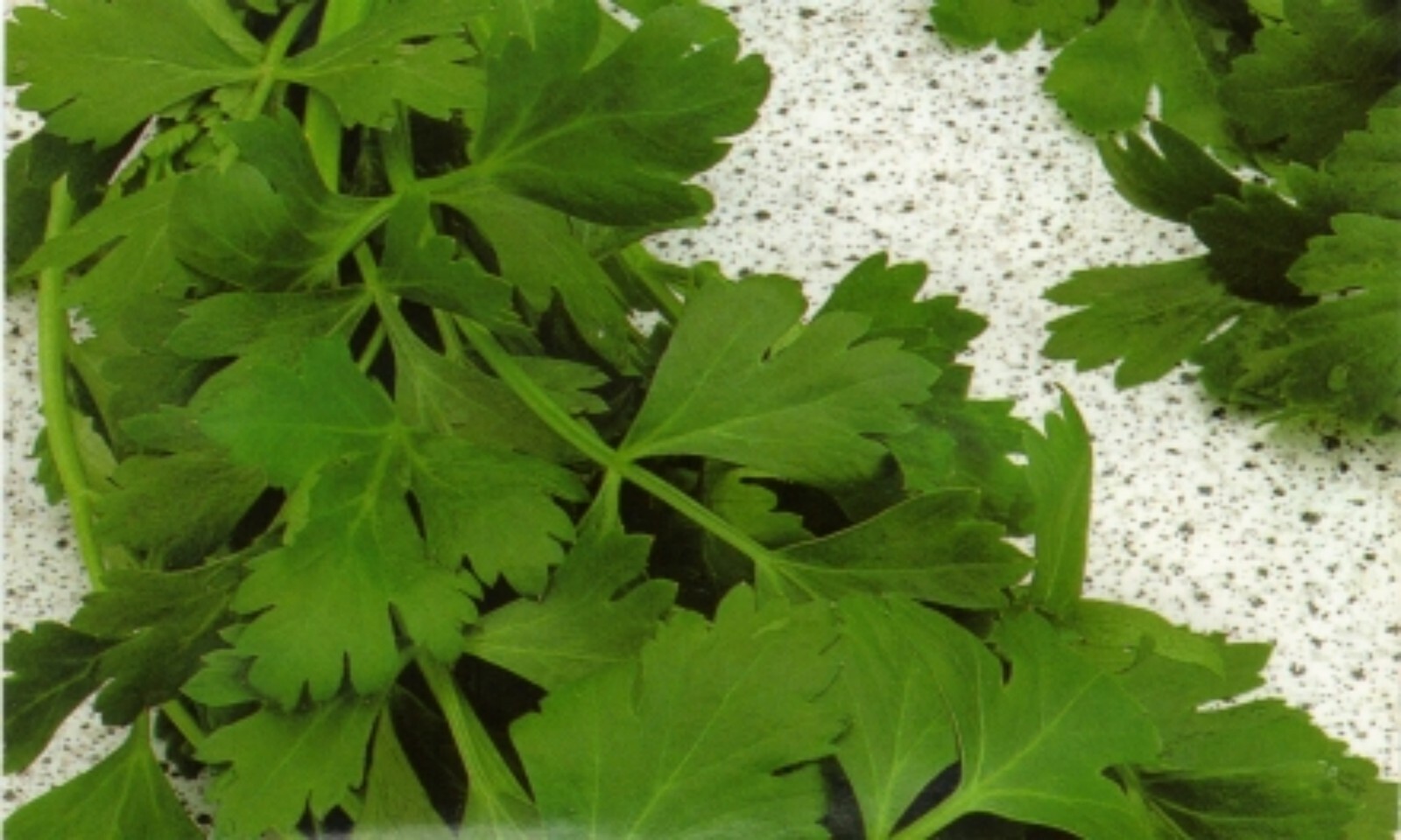 Parsley Seeds- Gigante di Napoli- Herb 500+ 2021 Seeds Heirloom
