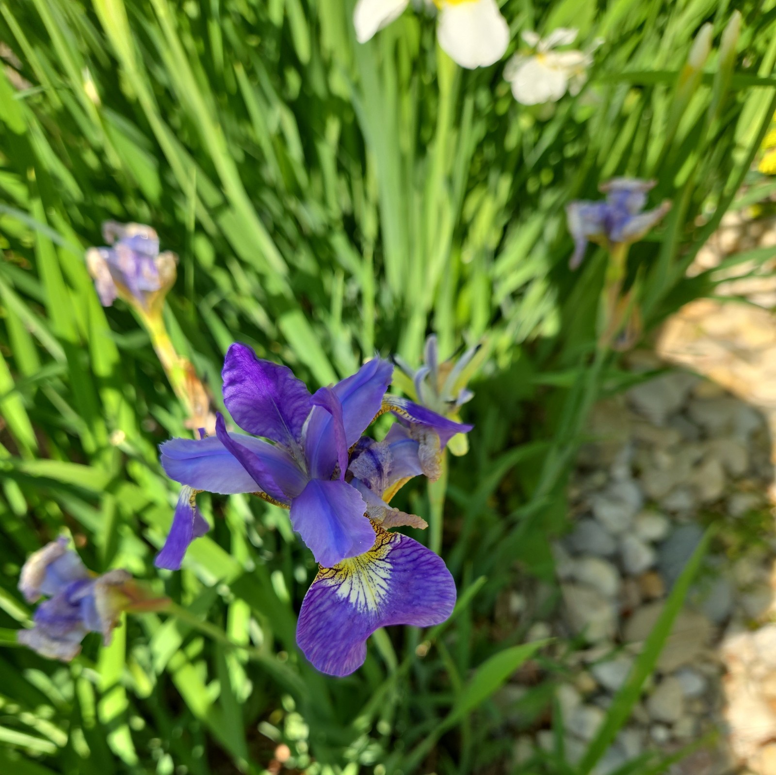 50+ Iris sibirica Siberian Iris Seeds – Purple and White Flowers Easy Perennial