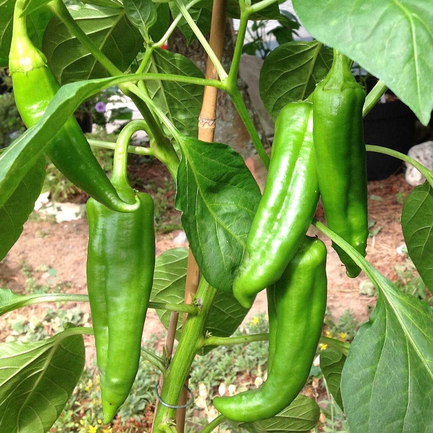 Big Jim Pepper Seeds, Mild Heat, Chili, Heirloom, Non-GMO, Free Shipping