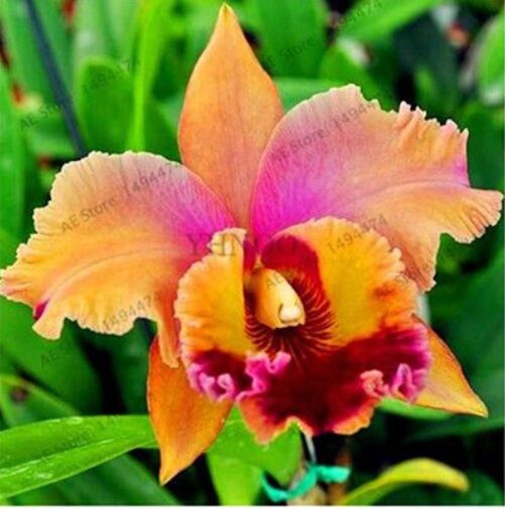 20 EXOTIC rare LILY SEEDS for garden flower perennial plant beds USA SELLER USPS