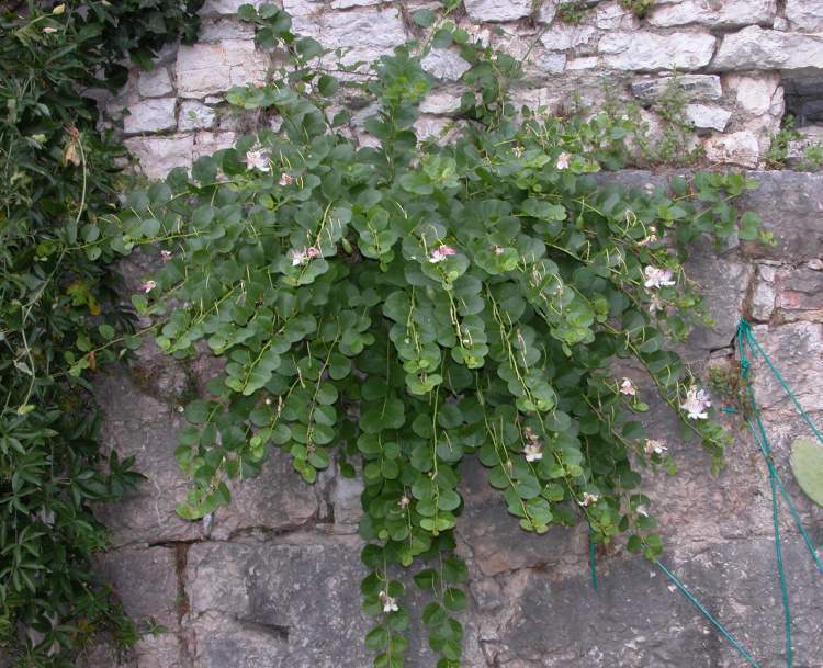 Capparis Spinosa, Caper Bush, Edible Flinders Rose 20 Seeds / USA