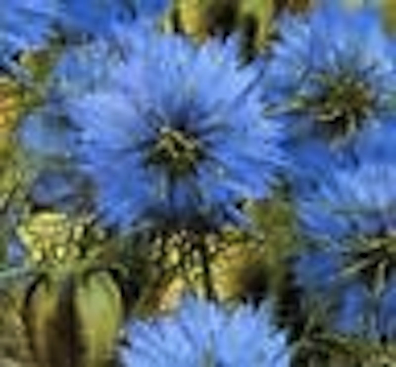 Love in a Mist (Nigella) Seeds, FREE SHIPPING!
