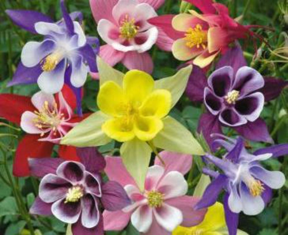 201+COLUMBINE Mix Seeds Perennial Native Wildflower Shade Garden Container Easy