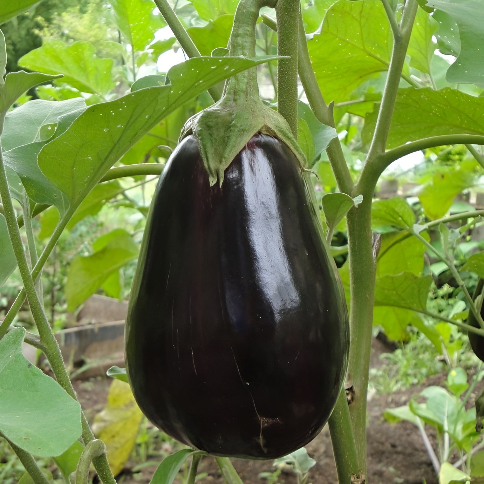 350 Heirloom Black Beauty Eggplant | Aubergine Seeds – Large Garden Classic