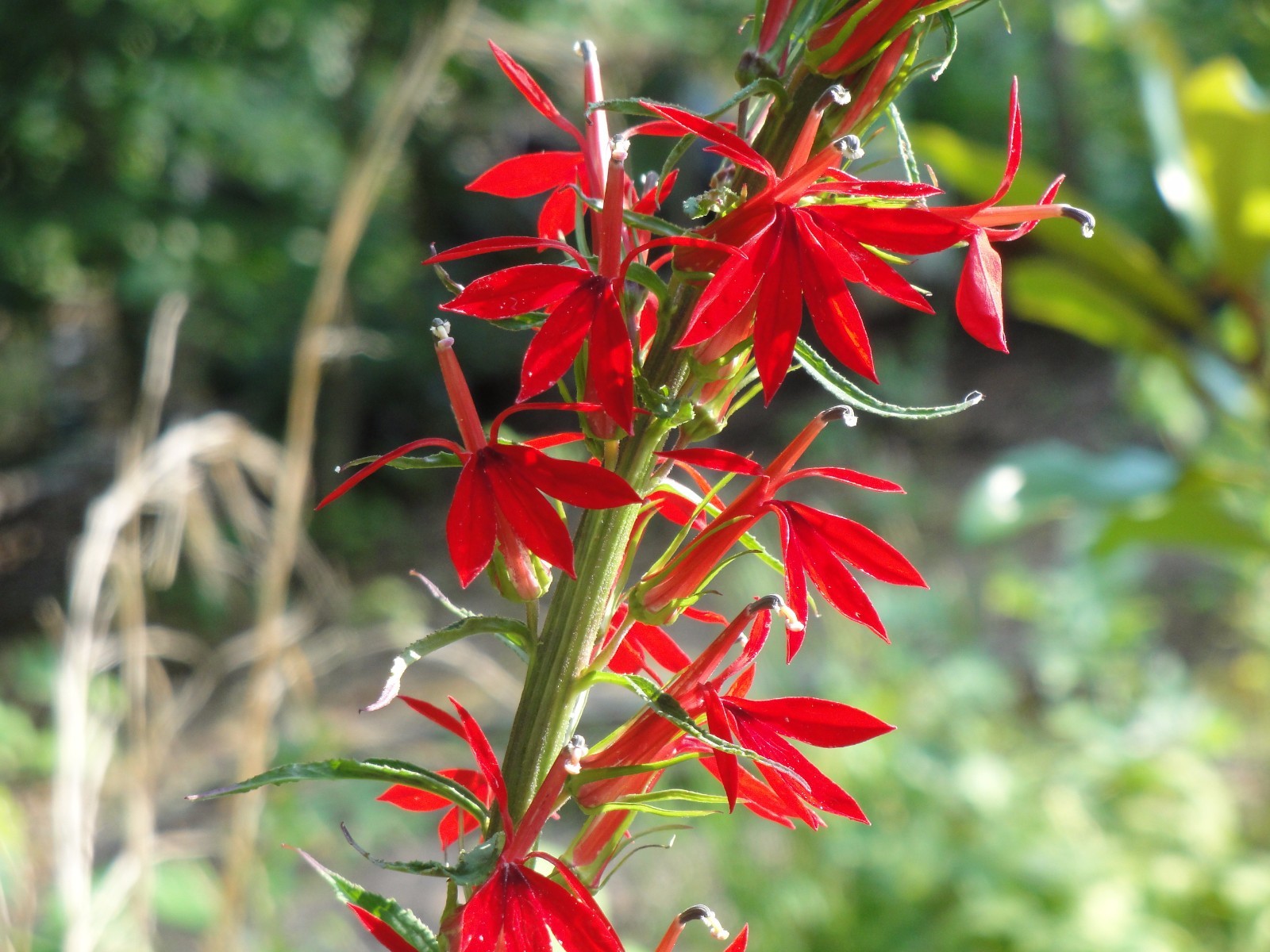 Cardinal Flower Lobelia Cardinalis Native for Hummingbirds 2000 seeds from 2023