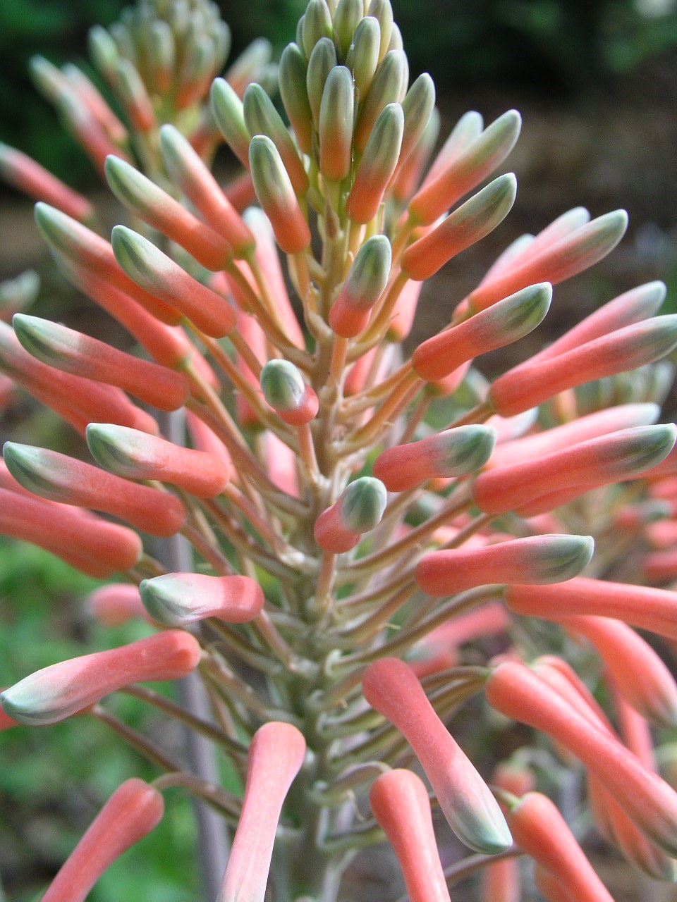 Aloe Saponaria, repeat bloomer, larger size,hardy 7B-10