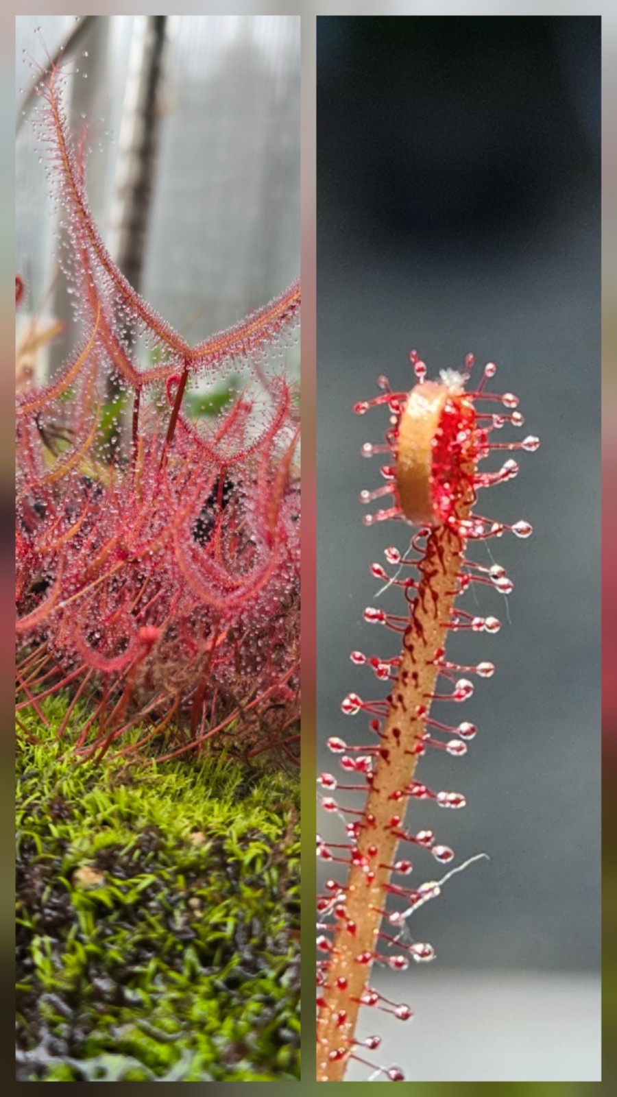 CARNIVOROUS PLANT 2 PACK- LIVE- Drosera Binita EXTRA RED, Drosera Filiformis