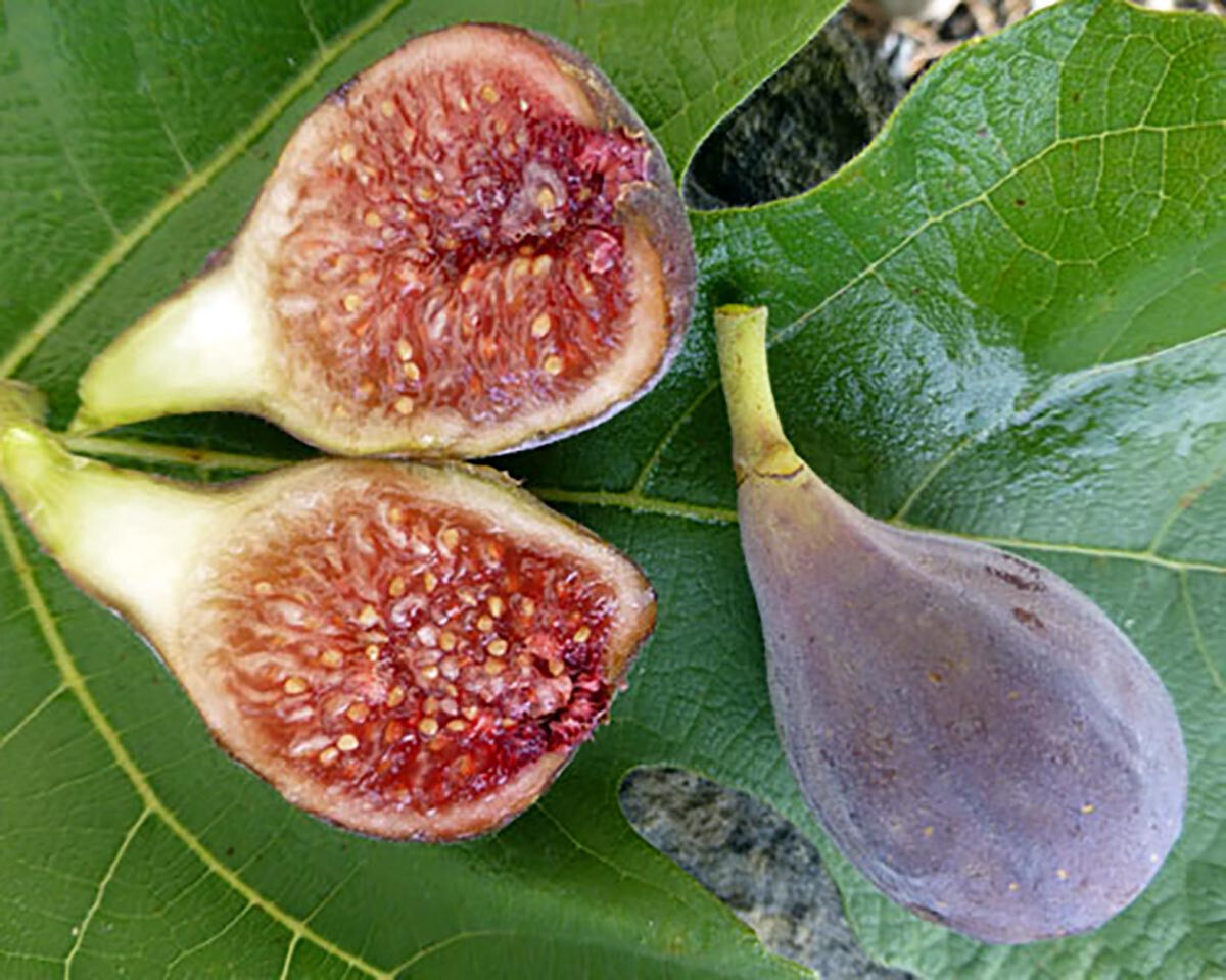Fig Tree Seeds – Ficus carica Sweet Fruit Shrub, US Seller Mai’s Family