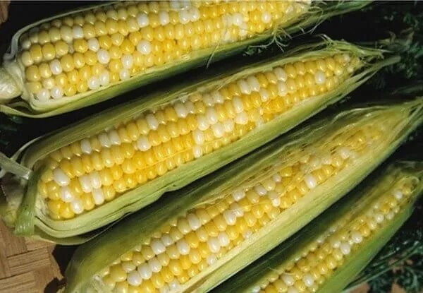 1000+ Peaches and Cream Sweet Corn Seeds – Organic – Hybrid – Non Gmo — FRESH