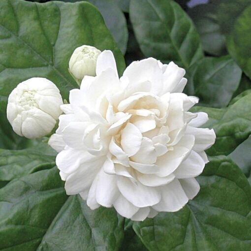 Grand Duke of Tuscany Jasmine~Jasminum Sambac~~SMALL Rooted STARTER Plant~