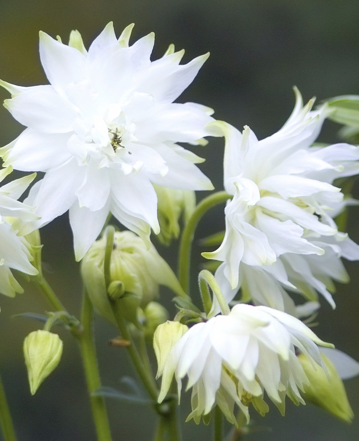 White Double Columbine Seeds Monochrome Moon Garden Flower Perennial 100 Seeds