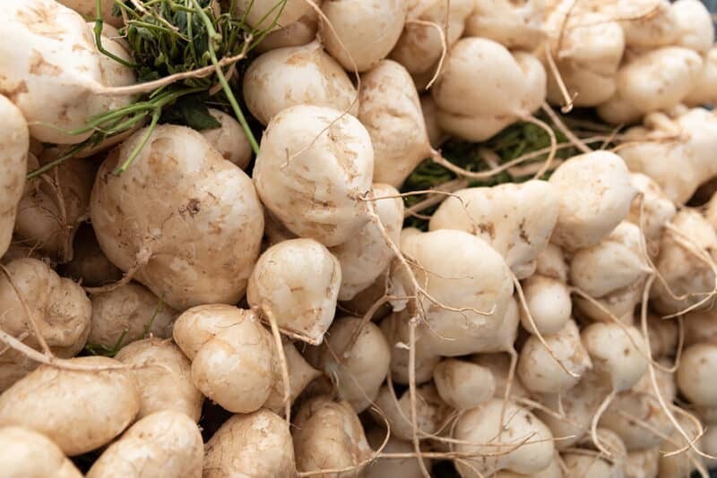 100 Jicama Seeds Vegetable Mexican Yam Bean Root, Hột củ sắn, ORGANIC NON – GMO