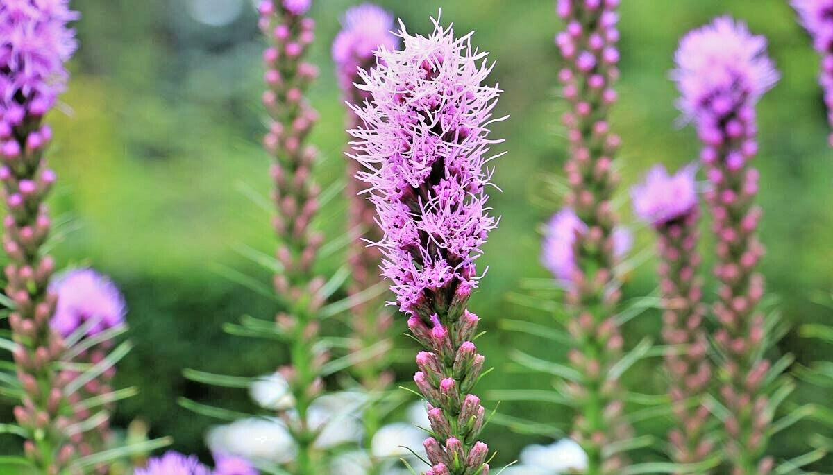 30 PURPLE BLAZING STARS SEEEDS – Liatris spicata