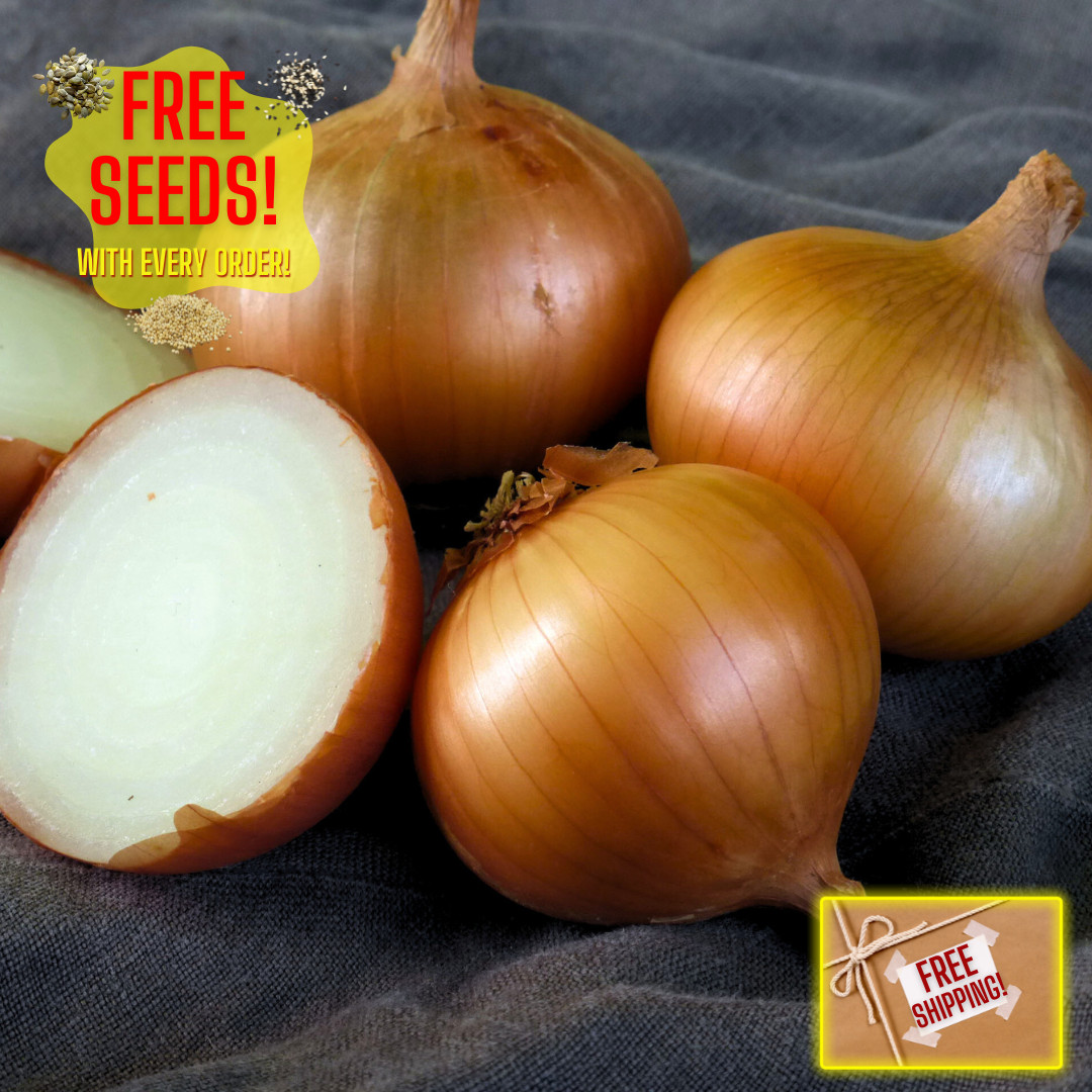 Fresh Walla Walla Onion Seeds | Sweet | Heirloom Non-GMO | Vegetable Seeds