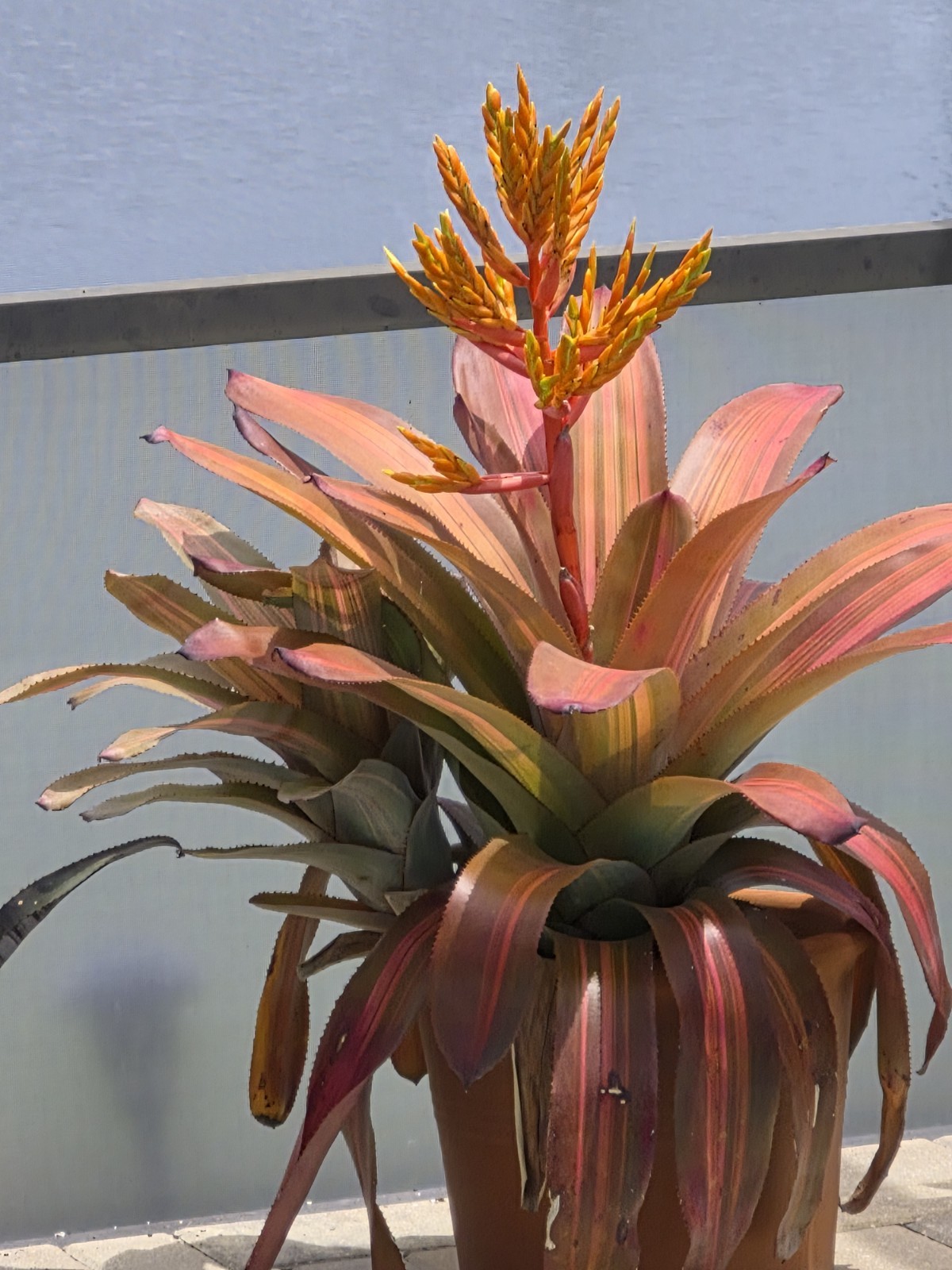 Aechmea Patricia’s Secret -Live Plant – Medium to Full Sun Bromeliad