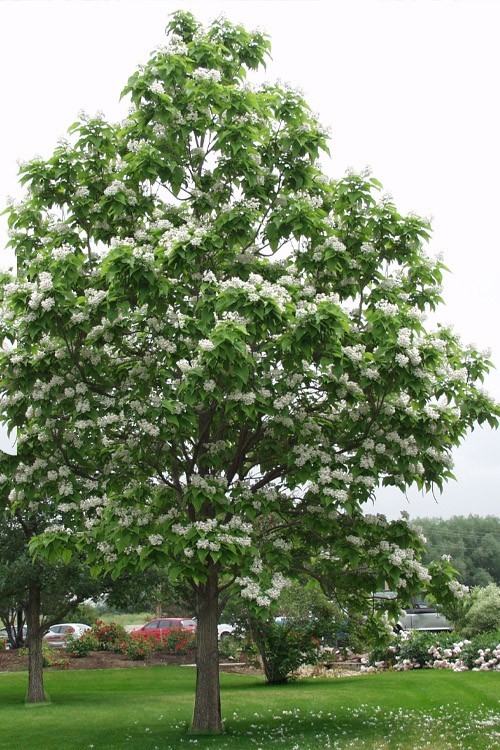 1 Northern Catalpa Tree 12-24″ Tall Catalpa speciosa Bare Root