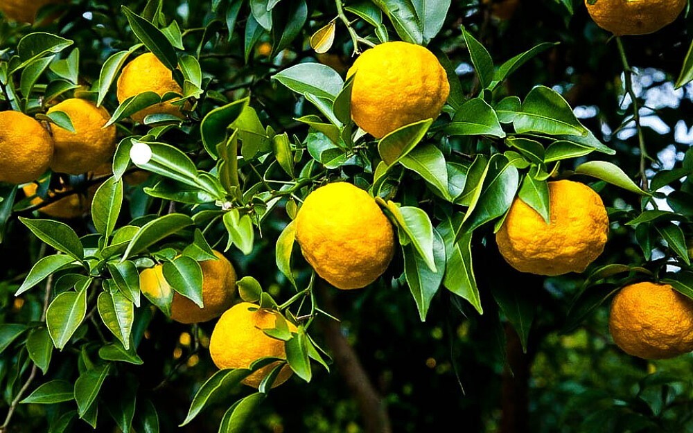 California only! Yuzu bush (12-18″ tall), rooted, No ship Az, Tx, Fl, La, Ak