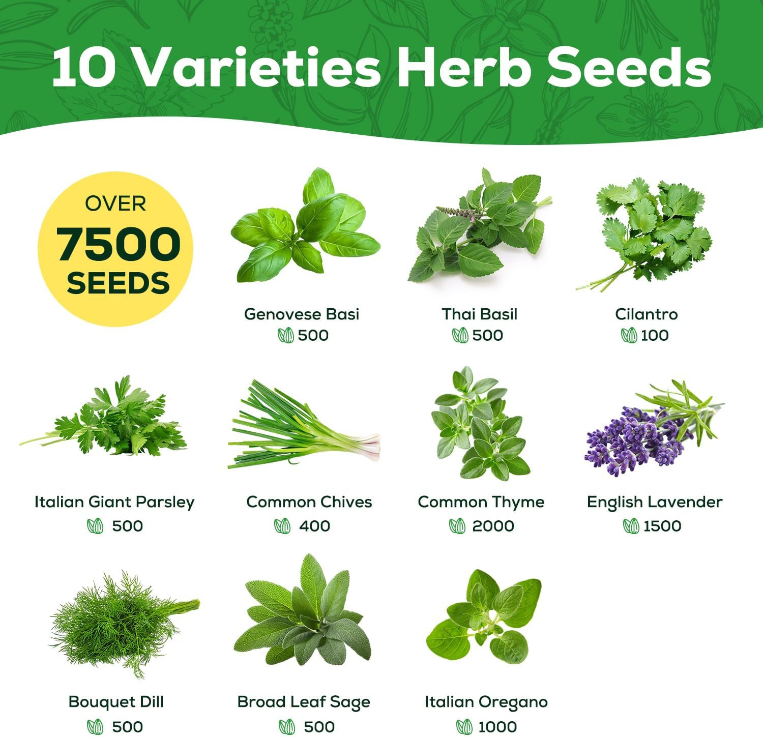 Culinary Herb Seeds Variety for Indoor Outdoor Growing 10 Types Home Kitchen
