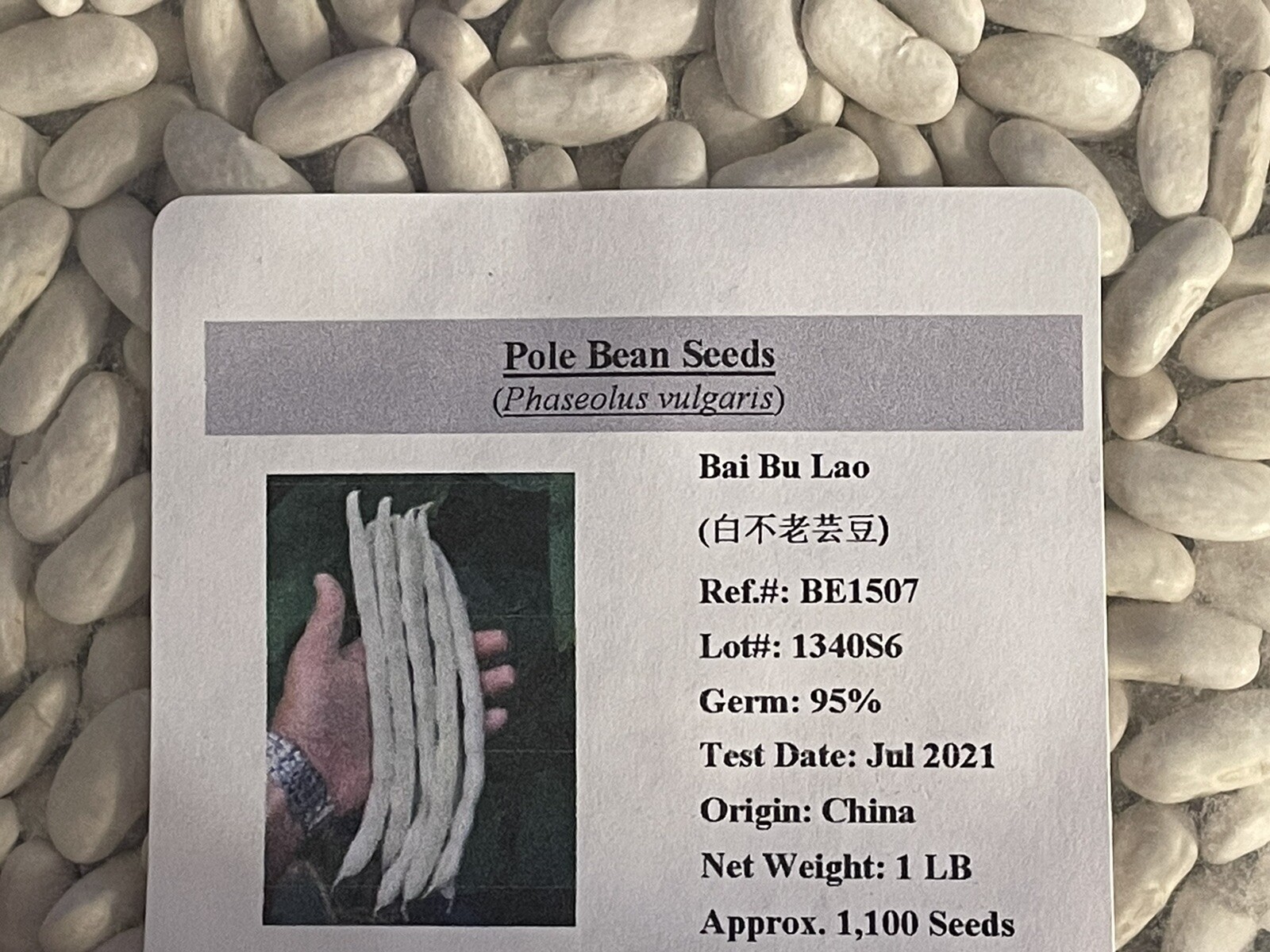 120 BAI BU LAO Chinese Romano Pole Bean Seeds 九粒白 白不老 架芸豆 USA FreeShip