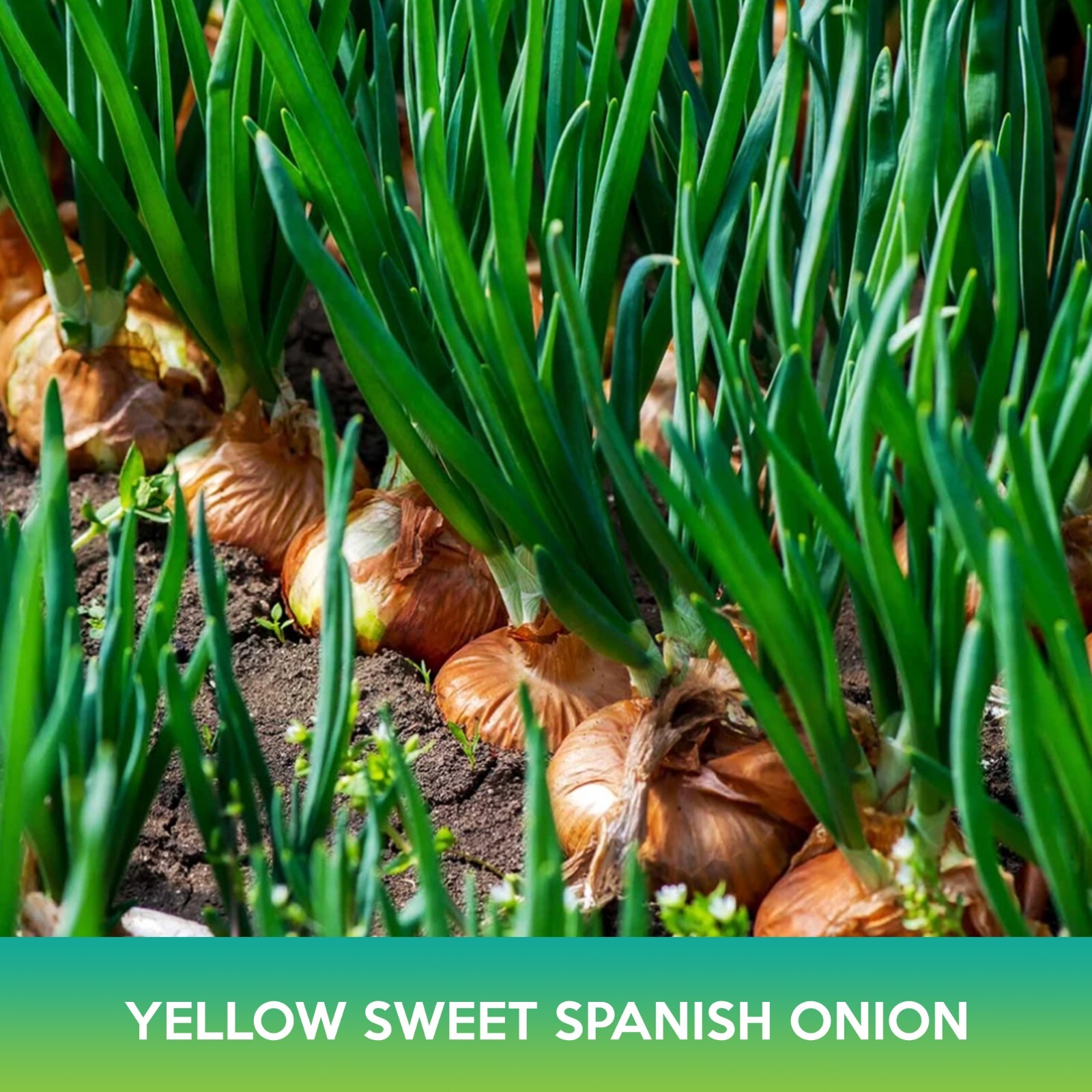 Yellow Sweet Spanish Onion Seeds