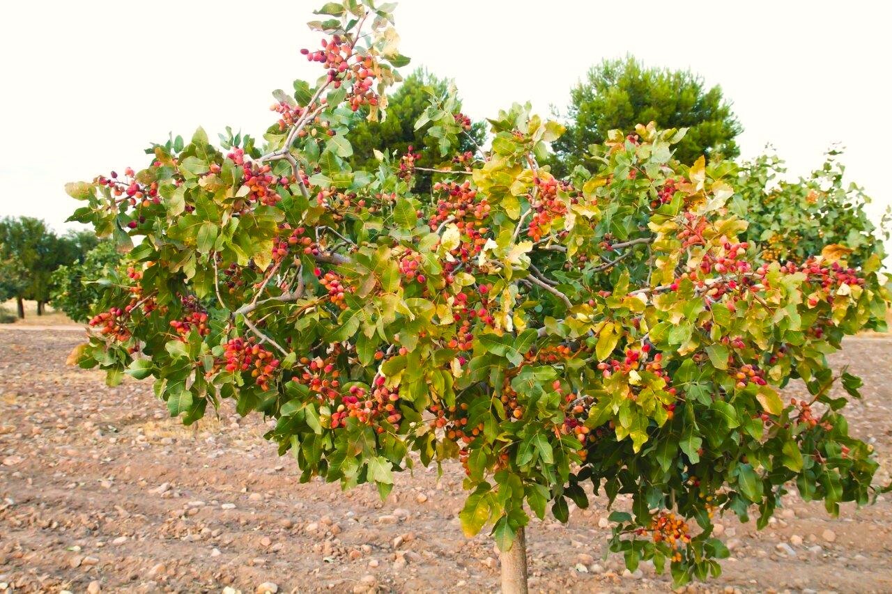 Pistachio Tree Seeds | Pistacia Vera Green Nut Perennial Seed 2025 Fast Shipping