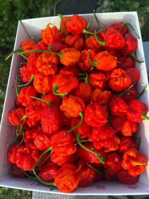 100+ Random SUPERHOT Pepper Seeds Individually Labeled Over 40 Different Kinds