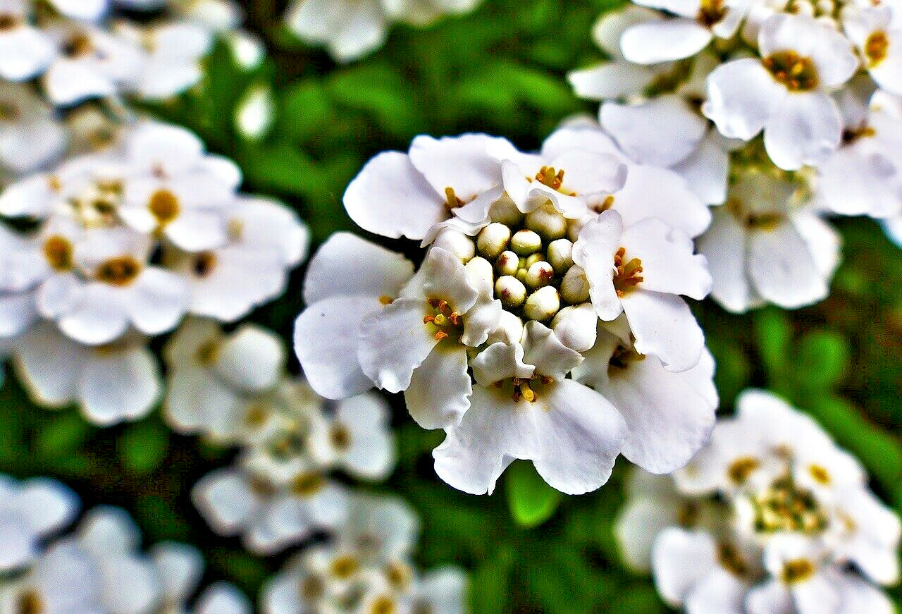 250+ Empress White Candytuft Rocket Flower Seeds (Iberis Amara), Medicinal Plant