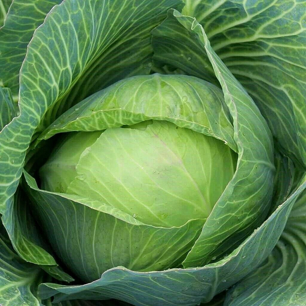 SCARBOROUGH SEEDS Golden Acre Cabbage 500 Seeds Heirloom Non GMO Garden Seeds