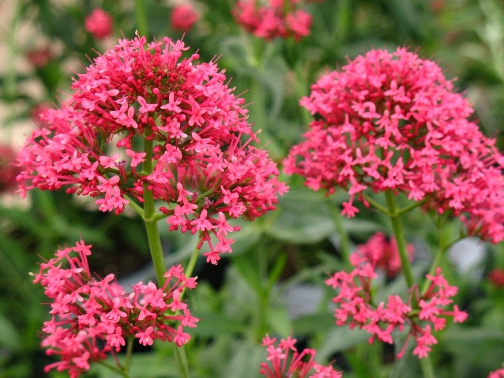 Centranthus ruber coccineus JUPITER’S BEARD RED FLOWERS Seeds!