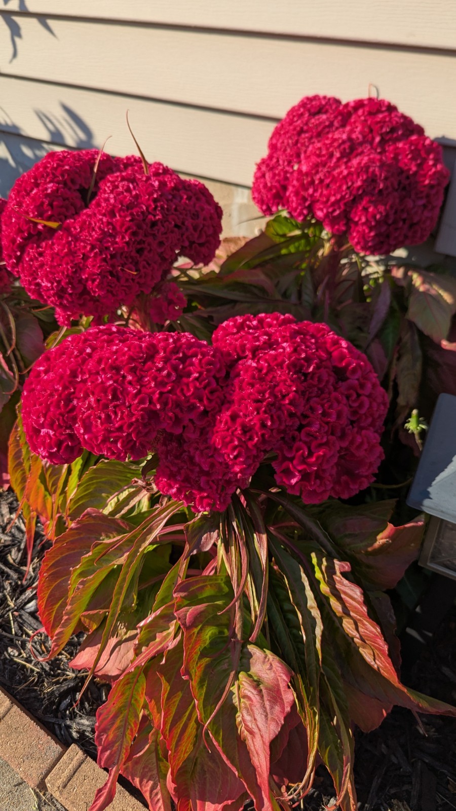 200+ Heirloom Giant Cockscomb seeds Magenta Celosia seeds Flower Seeds