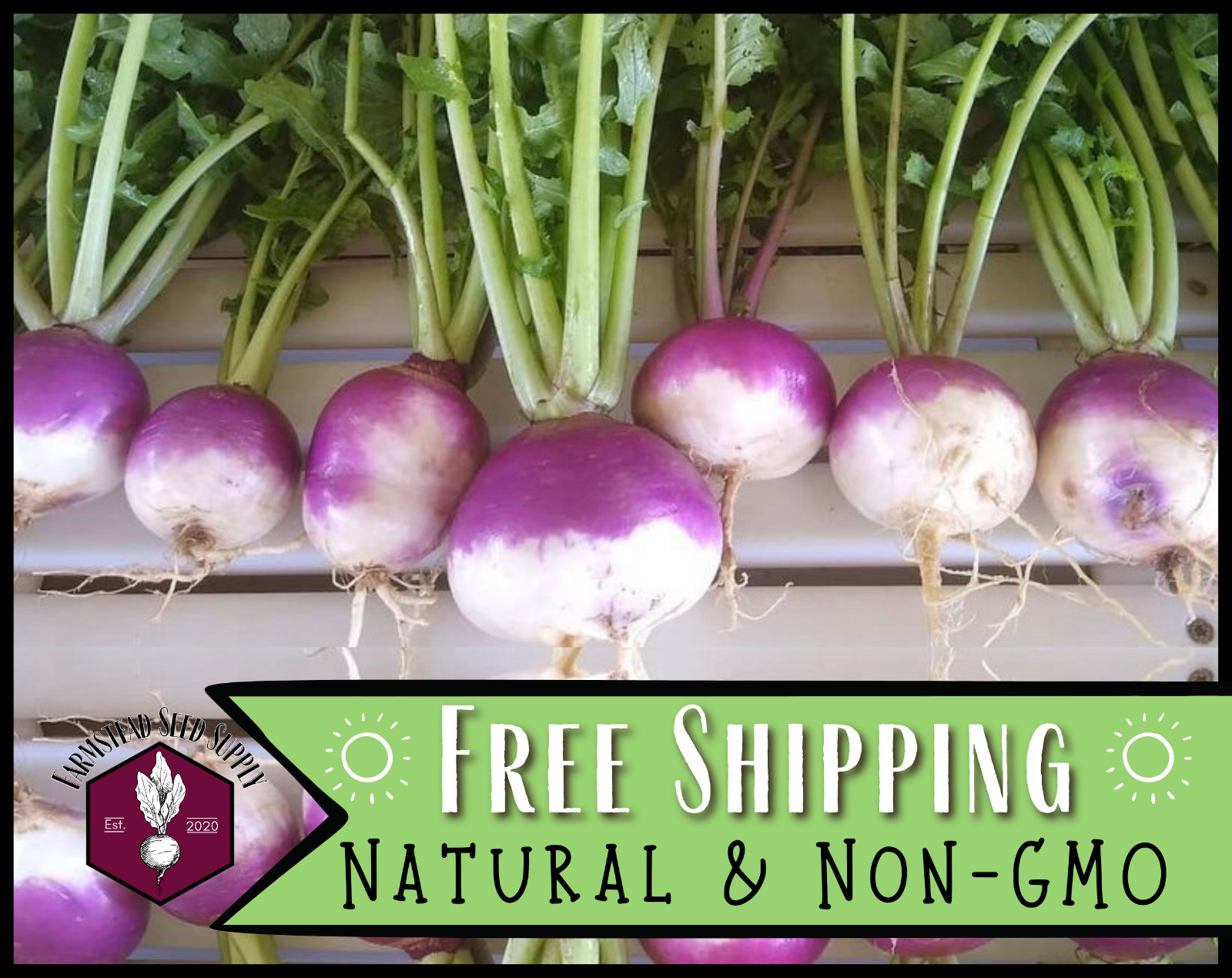 3500+ Turnip Seeds [Purple Top White Globe] Vegetable Garden Seed Packets, USA