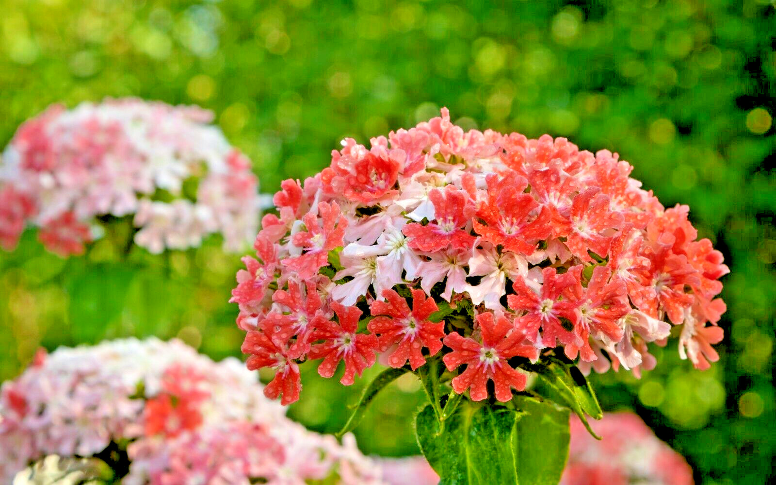 PINK AND WHITE MALTICE CROSS 100 SEEDS. RARE COLOR, LYCHNIS CHALCEDONICA