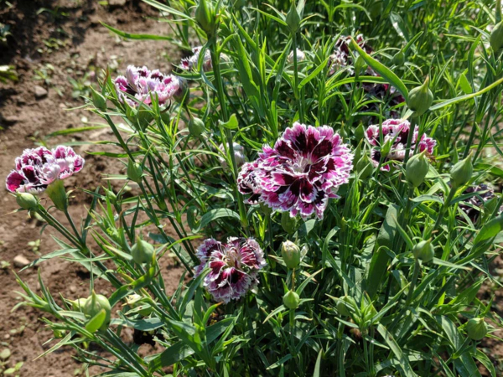 30 Seeds| China Pink ‘Black Velvet and Lace Carnations – Dianthus Flowers Seeds