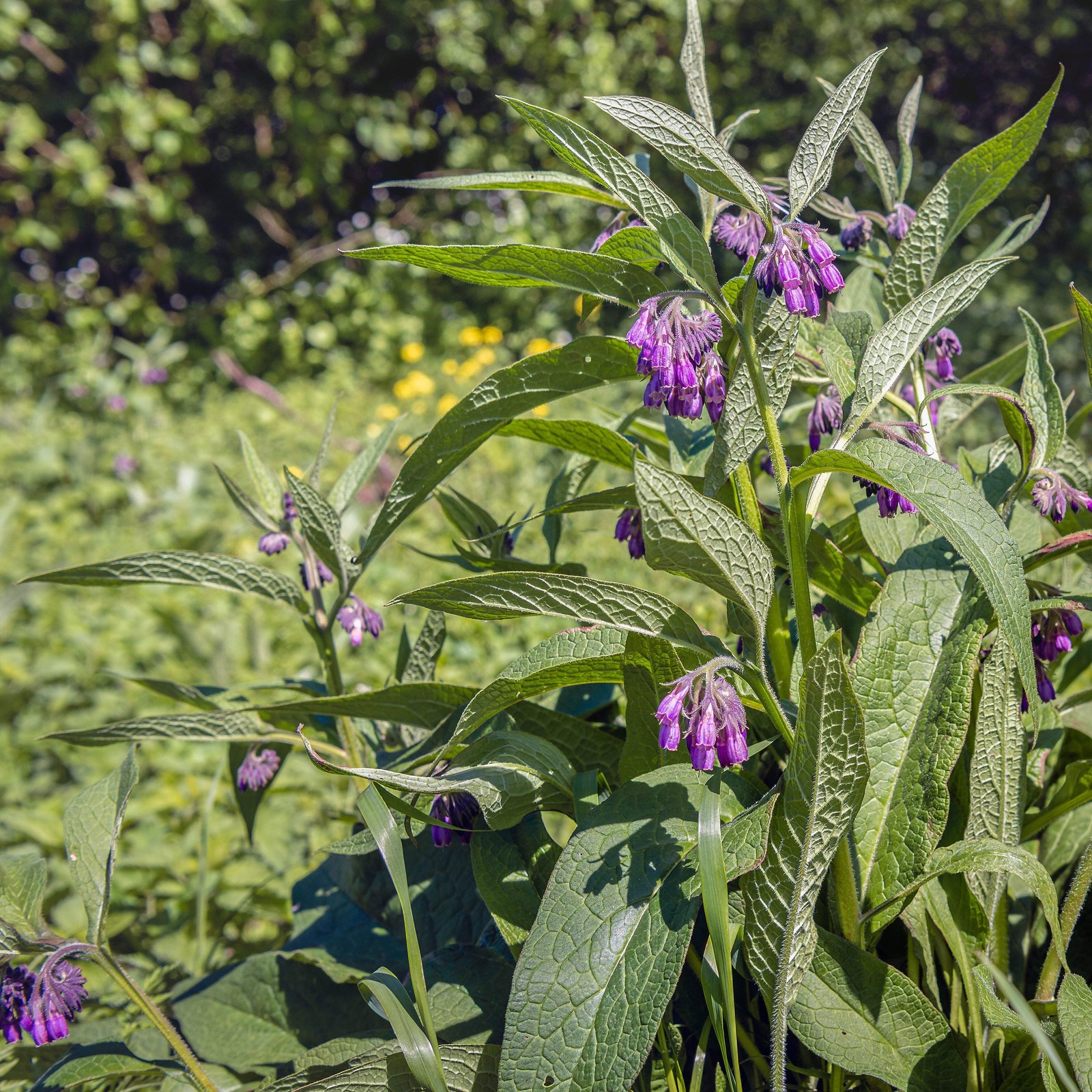 True Comfrey Seeds (Symphytum officinale var. patens) ~Traditional Herb Garden