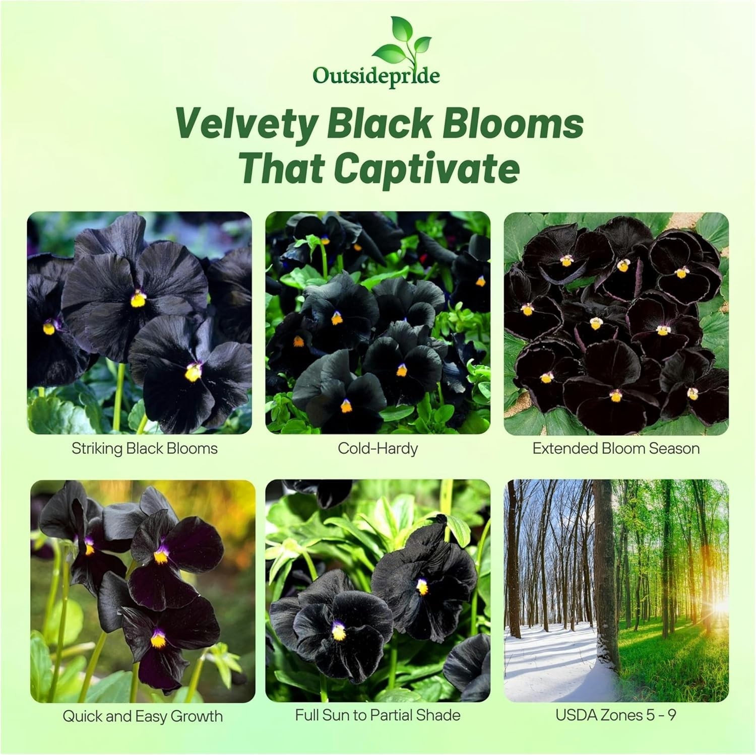 Elegant Black Viola Pansy Seeds – Pollinator-Friendly Biennials for Any Garden