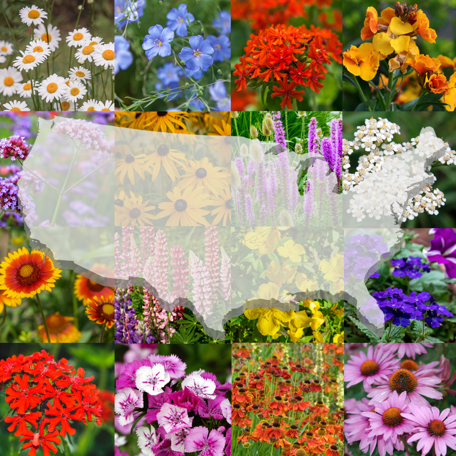 Drought-Tolerant Pollinator Perennial Wildflower Mix 1 lb 2,000 Sq Ft