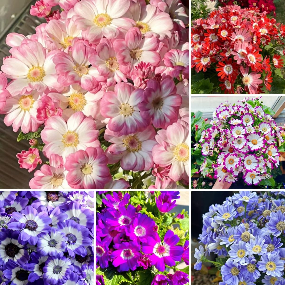 1000 Pieces Cineraria Flower Seeds,Winter to Spring Blooming, 10-20 Days Germ…
