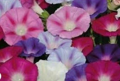 20 Morning GLORY Multi Color Flower Seeds Ascends up Trellis Fragrant Flower